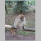 035 Montagne des Singes.jpg